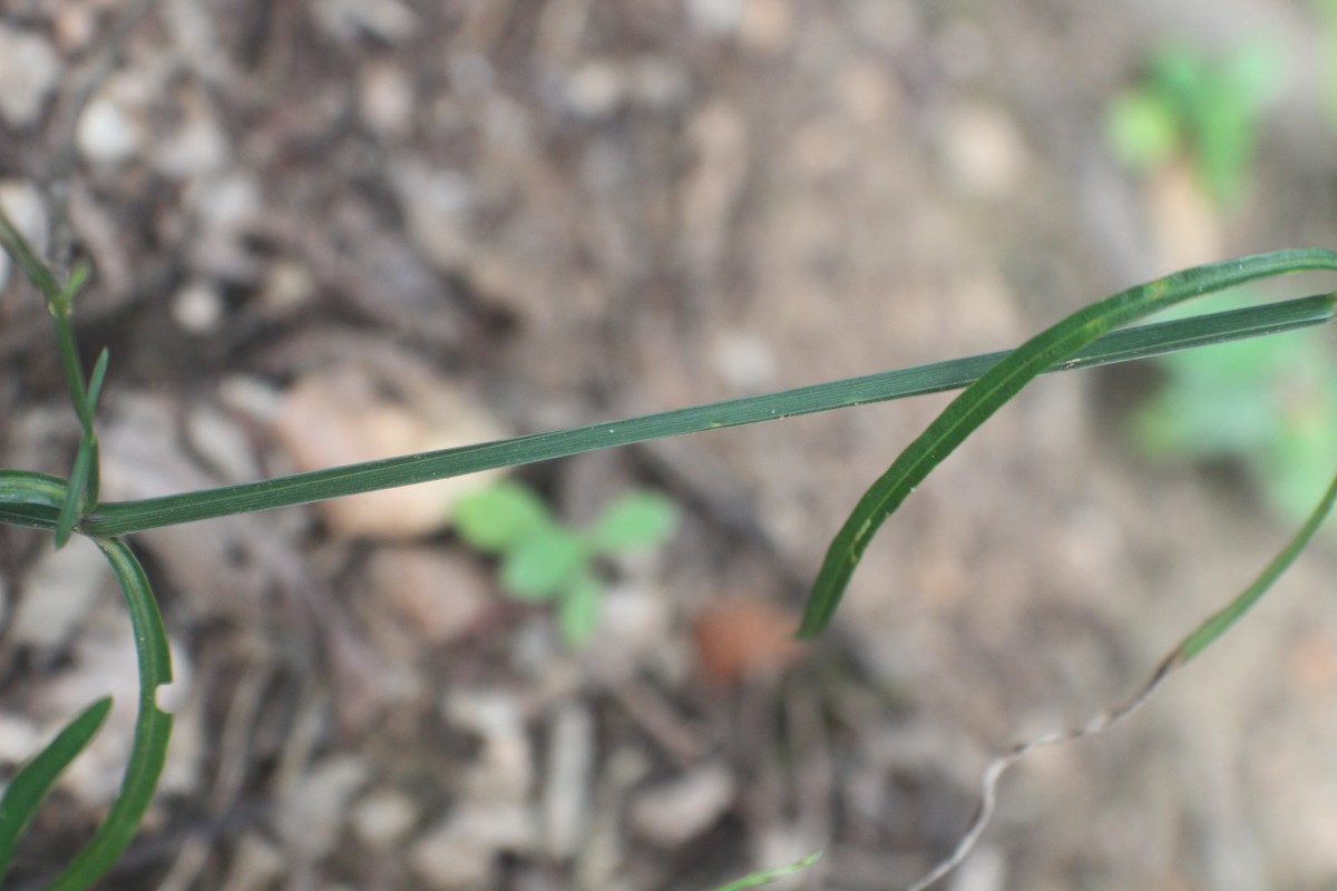 Andrographis alata (Vahl) Nees